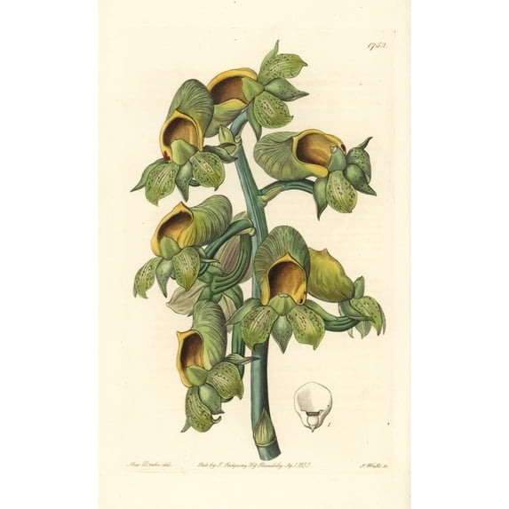Nodding Catasetum Orchid, Catasetum Cernuum Poster Print By ® Florilegius Mary Evans (24 X 36)
