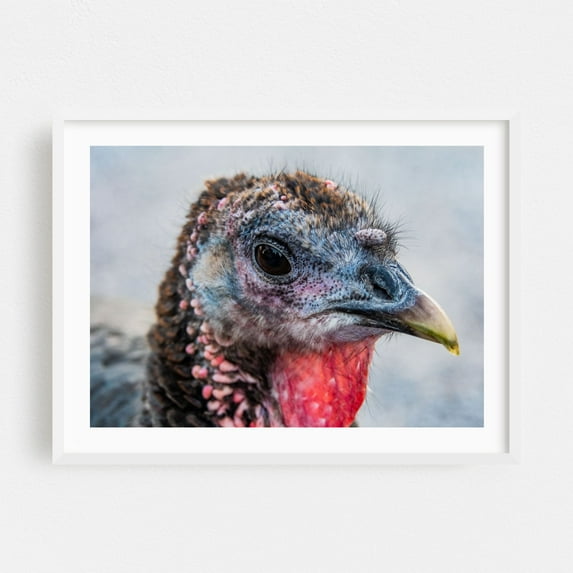 Noel The Pet Turkey - Seven Valleys Pennsylvania Photography Bird Wildlife Animal Nature Portrait White Framed Wall Art Print 16 x 20 inches