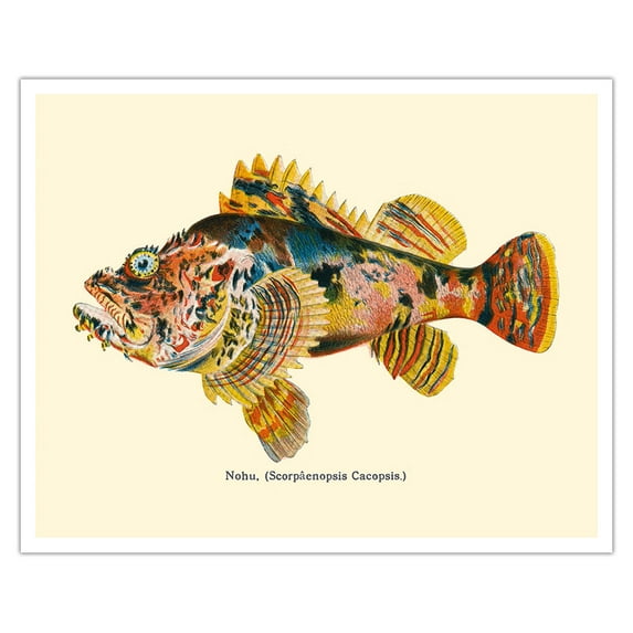 Nohu‘omakaha (Scorpaenopsis Diabolus) - Hawaiian Devil Scorpionfish - from Fishes of Hawaii - Vintage Hawaiian Color Postcard c.1905 - Fine Art Matte Paper Print (Unframed) 16x20in