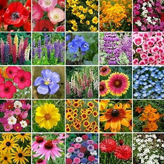 Non GMO Bulk Pacific Northwest Wildflower MVR1Seed Mix 25 Species of Wildflower Seeds (1/2 Lb)