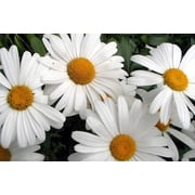 Non GMO Bulk Shasta Daisy Flower Seeds Chrysanthemum Maximum 1/2 Lb