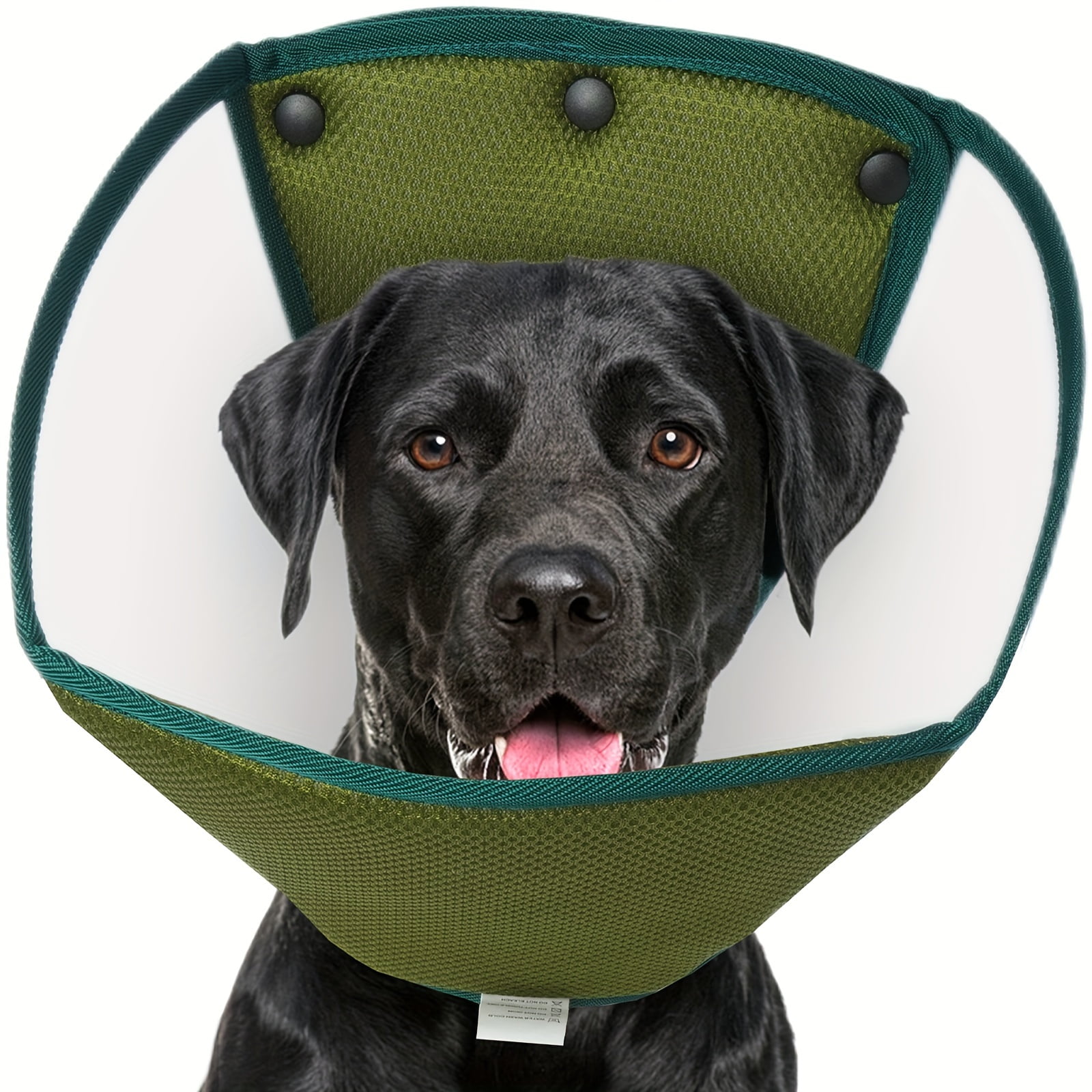 After Surgery Dog Wearing Cone After Neutering Suitical Recovery