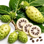 Noni Seeds for Planting 40+ Seeds | Morinda citrifolia Indian Mulberry Tropical Fruit Tree Seeds | Easy to Grow for Outdoor Gardens, Containers & Greenhouses
