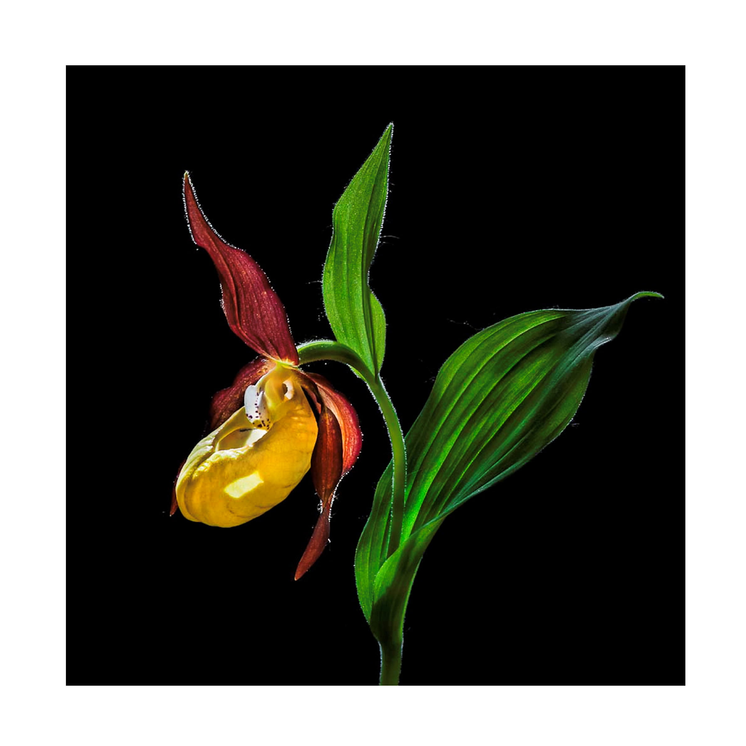 Nora De Angelli 'The Ladys Slipper Orchid' Canvas Art