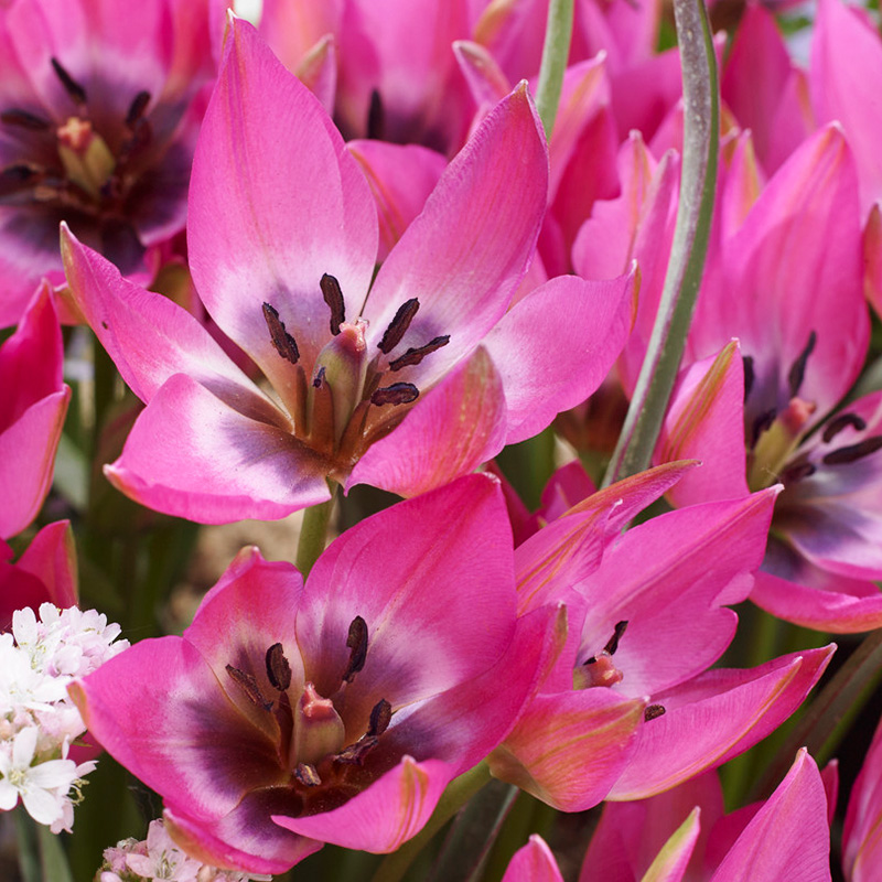 Norah Botanical Tulips Flower Bulbs - 25 Bulbs per Pack - Naturalizing ...