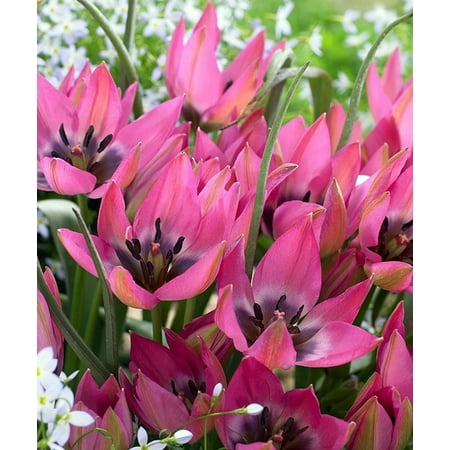 Norah Specie Tulip 10 Bulbs - Heirloom Perennial - 6/+cm Bulbs