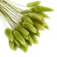thumbnail image 1 of 50pcs Natural Dried Flowers Rabbit Tail Grass Flowers Artificial Plant Bouquet Pampas Grass DIY Crafts, 1 of 7
