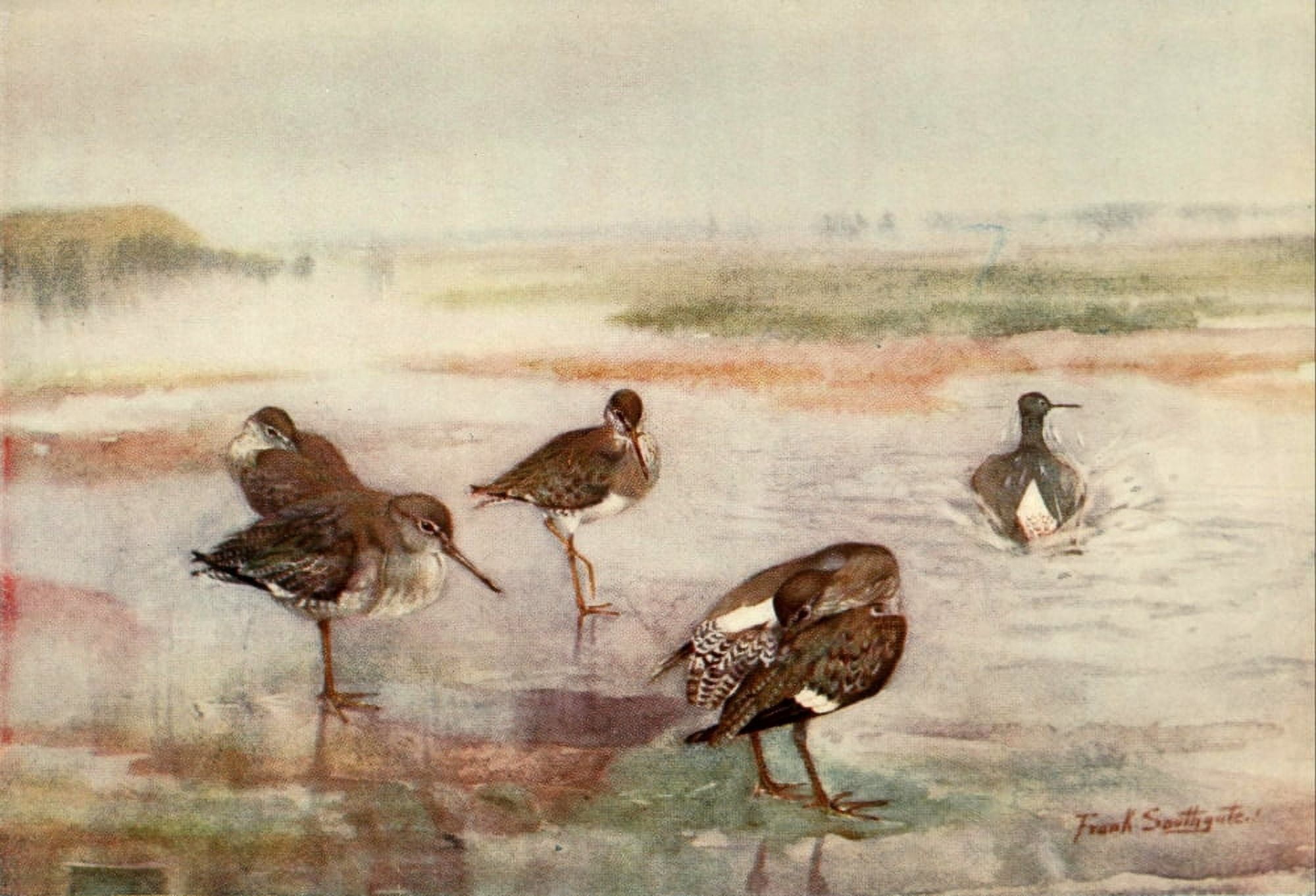Norfolk Broads 1906 Redshank Canvas Art - Frank Southgate (18 x 24)
