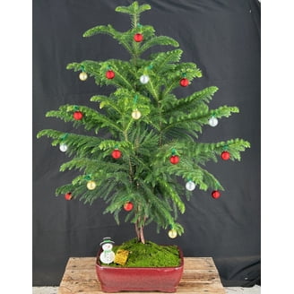 Bonsai Christmas Tree