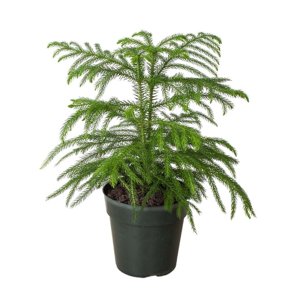 Norfolk Island Pine Live Plant for Indoor | Different Houseplants in 4'' to 8'' Pot | Real House Plant for Living Room, Office, Desk & Bathroom | Araucaria heterophylla | Christmas