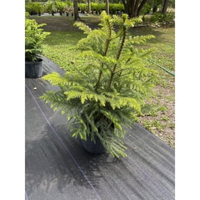Norfolk Island Pine Tree