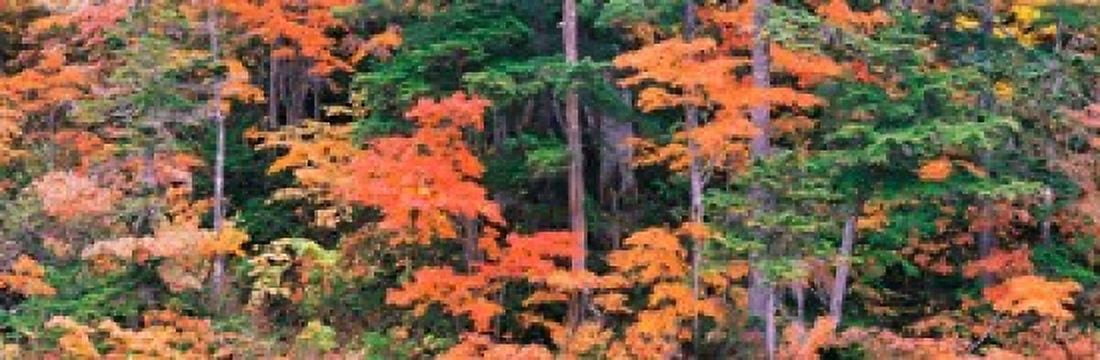 Norikura Gifu Japan Canvas Art - Panoramic Images (18 x 6)