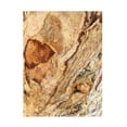 thumbnail image 1 of Norm Stelfox 'Tree Texture Triptych II' Canvas Art, 1 of 4