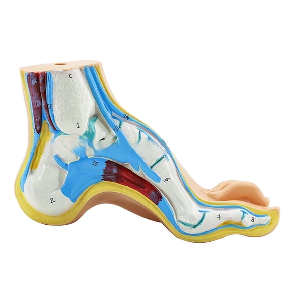 Normal/Flat/High Arched Foot Anatomy Model, Anatomical Human Foot Ankle Joint Model with Muscles, Bones, Ligaments