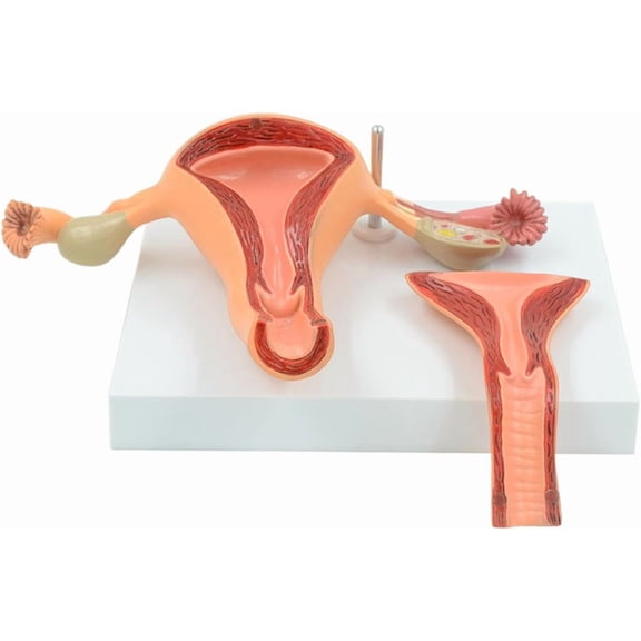 Normal Uterus Ovarian Anatomy Model, Female Uterus Model, Removable 2 Part, Education Demonstration Tool