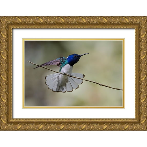 Norring, Tom 14x11 Gold Ornate Wood Framed with Double Matting Museum Art Print Titled - Belize-Central America-White-necked Jacobin-Feeding at Chan Chick Ecolodge