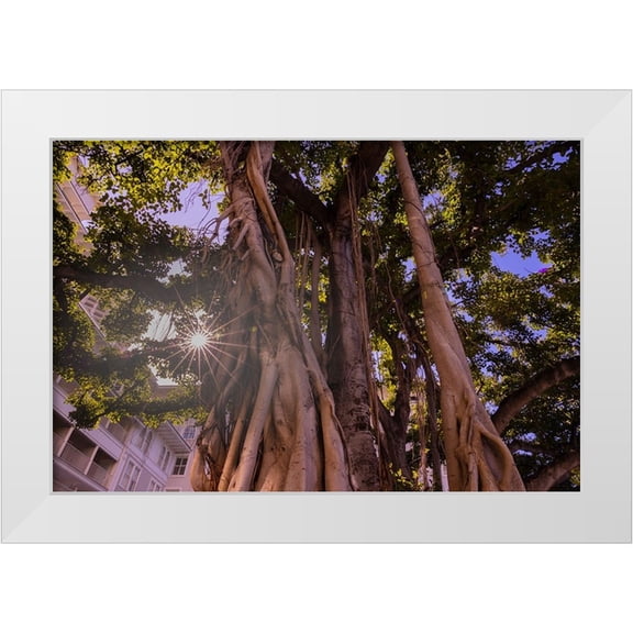 Norring, Tom 14x11 White Modern Wood Framed Museum Art Print Titled - Majestic old Banyan tree with sunstar-Waikiki-Oahu-Hawaii