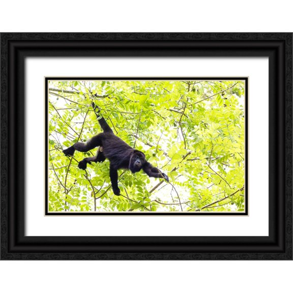 Norring, Tom 24x17 Black Ornate Wood Framed with Double Matting Museum Art Print Titled - Belize-Central America-Howler Monkey-Their howling can travel up to 5 km in the dense tropical fore