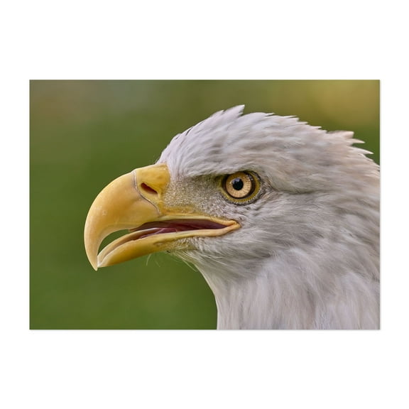 North American Bald Eagle - Minnesota Photography Wildlife Bird Animal Nature Portrait Unframed Wall Art Print 20 x 30 inches