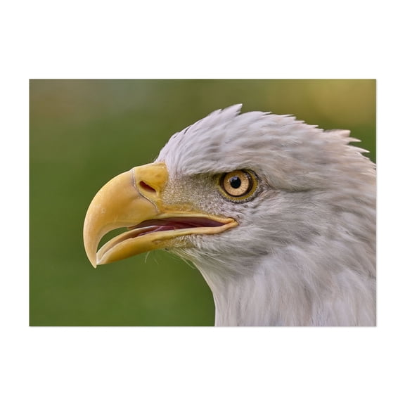 North American Bald Eagle - Minnesota Photography Wildlife Bird Animal Nature Portrait Unframed Wall Art Print 8 x 12 inches