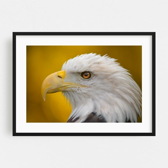North American Bald Eagle in profile - Photography Wildlife Bird Animal Nature Portrait Patriotic Black Framed Wall Art Print 12 x 18 inches