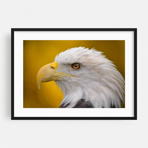 North American Bald Eagle in profile - Photography Wildlife Bird Animal Nature Portrait Patriotic Black Framed Wall Art Print 20 x 30 inches
