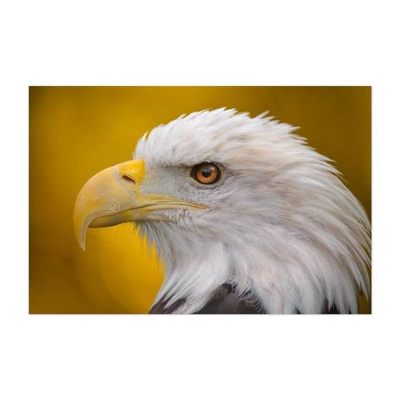 North American Bald Eagle in profile - Photography Wildlife Bird Animal Nature Portrait Patriotic Unframed Wall Art Print 12 x 18 inches