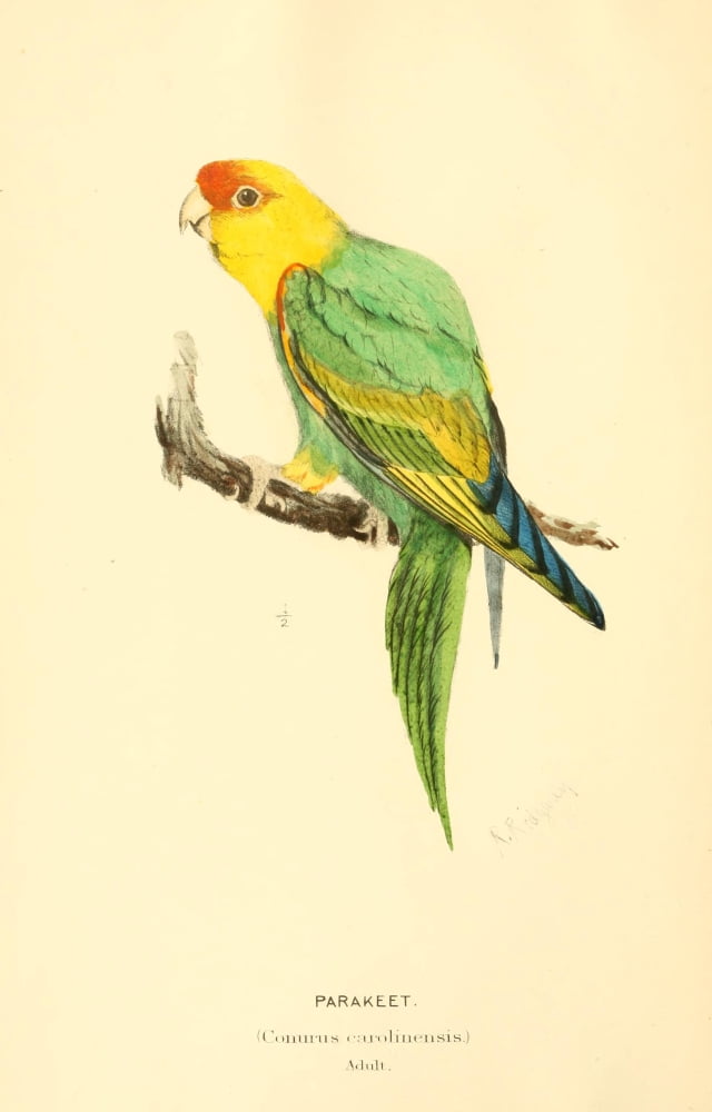 North American Birds 1905 Parakeet Canvas Art - Robert Ridgway (18 x 24)