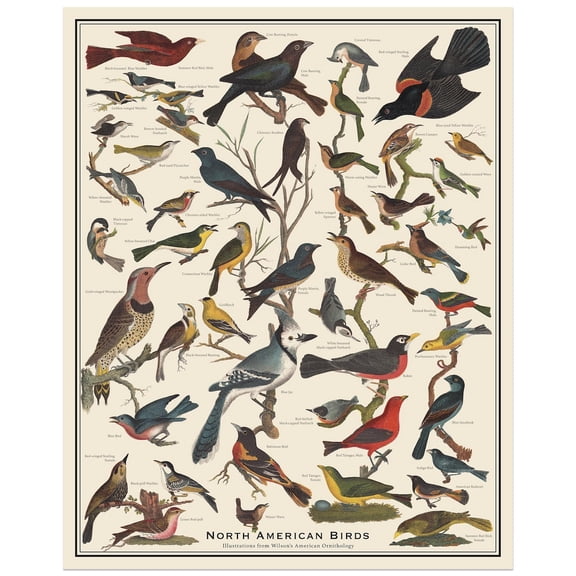 North American Birds Antique Style Poster, Bird Identification Chart, Unframed Paper Poster 8x10in