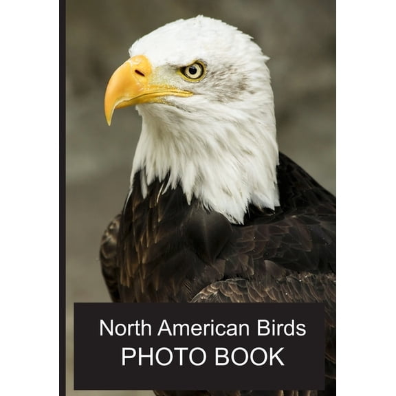 Photo Books North American Birds Photo Book: 40 Different Bird Photos With Identification Names For Alzheimer & Dementia Patient, Book 4, (Paperback)