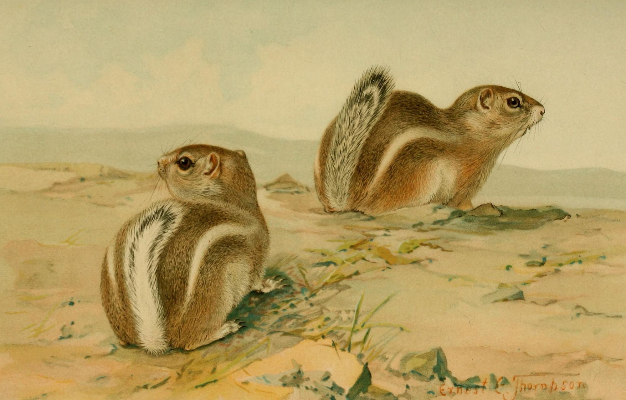 North American Fauna 1938 Antelope Squirrels Canvas Art - EE Thompson (24 x 36)
