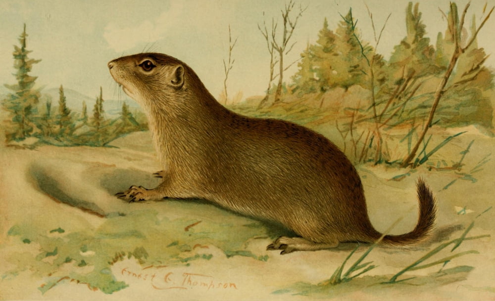North American Fauna 1938 Beldings Ground Squirrel Canvas Art - EE Thompson (18 x 24)