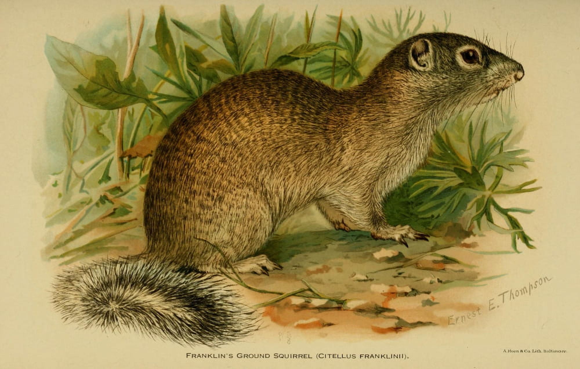 North American Fauna 1938 Franklins Ground Squirrel Canvas Art - EE Thompson (18 x 24)