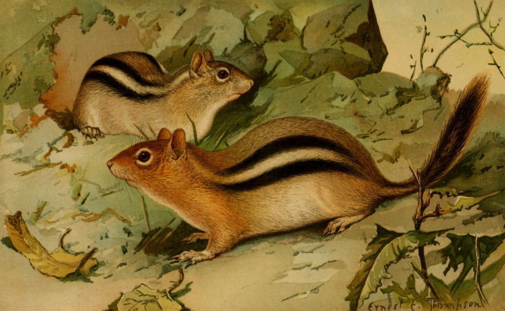 North American Fauna 1938 Golden-mantled Ground Squirrel Canvas Art - EE Thompson (24 x 36)