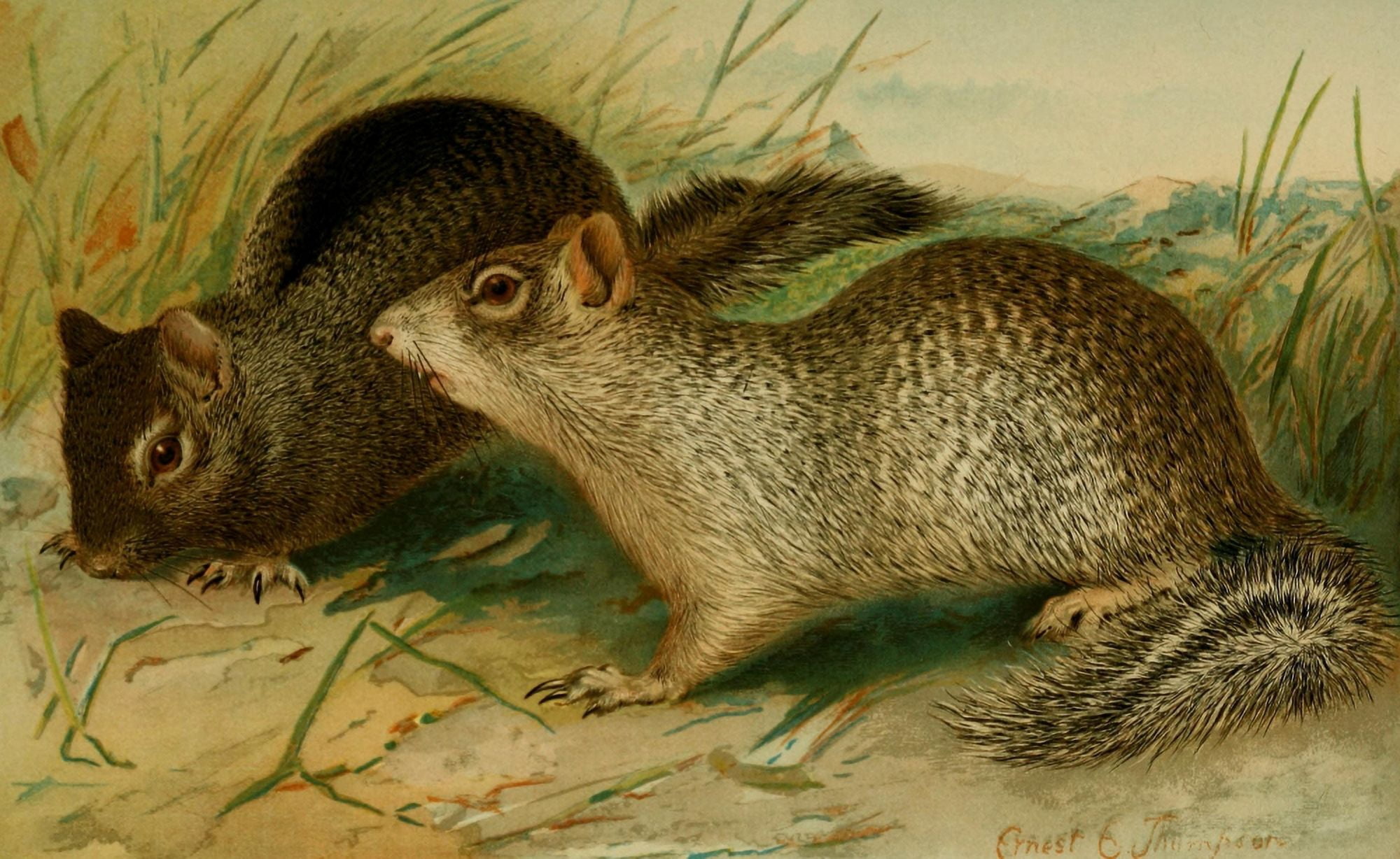 North American Fauna 1938 Ground & Rock Squirrels Canvas Art - EE Thompson (24 x 36)