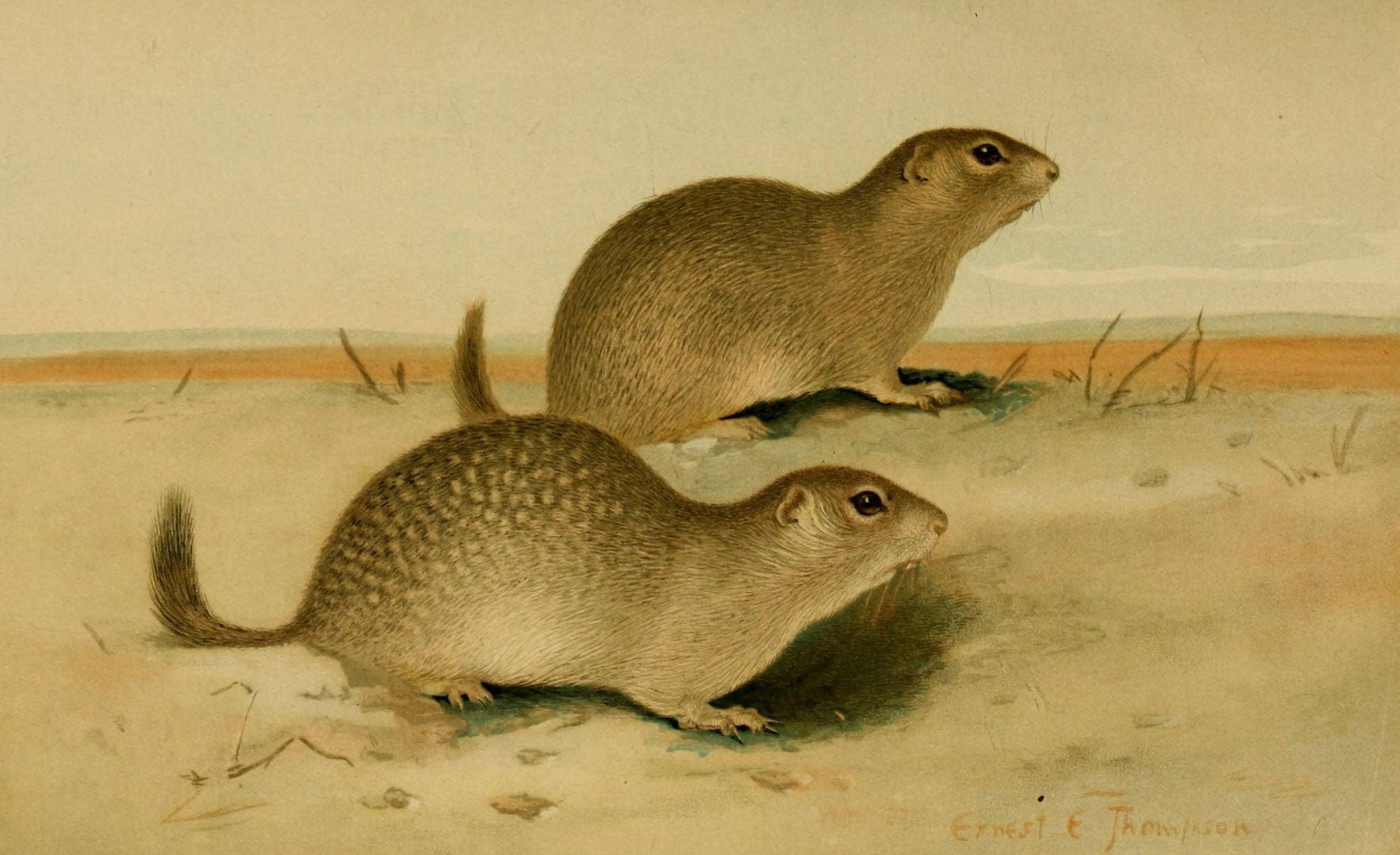 North American Fauna 1938 Ground Squirrels Canvas Art - EE Thompson (18 x 24)