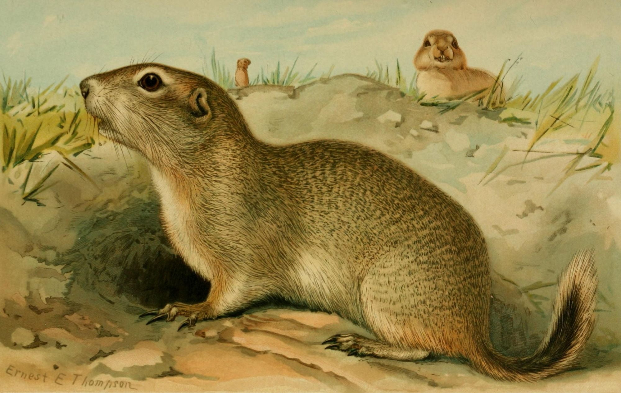 North American Fauna 1938 Richardsons Ground Squirrel Canvas Art - EE Thompson (18 x 24)
