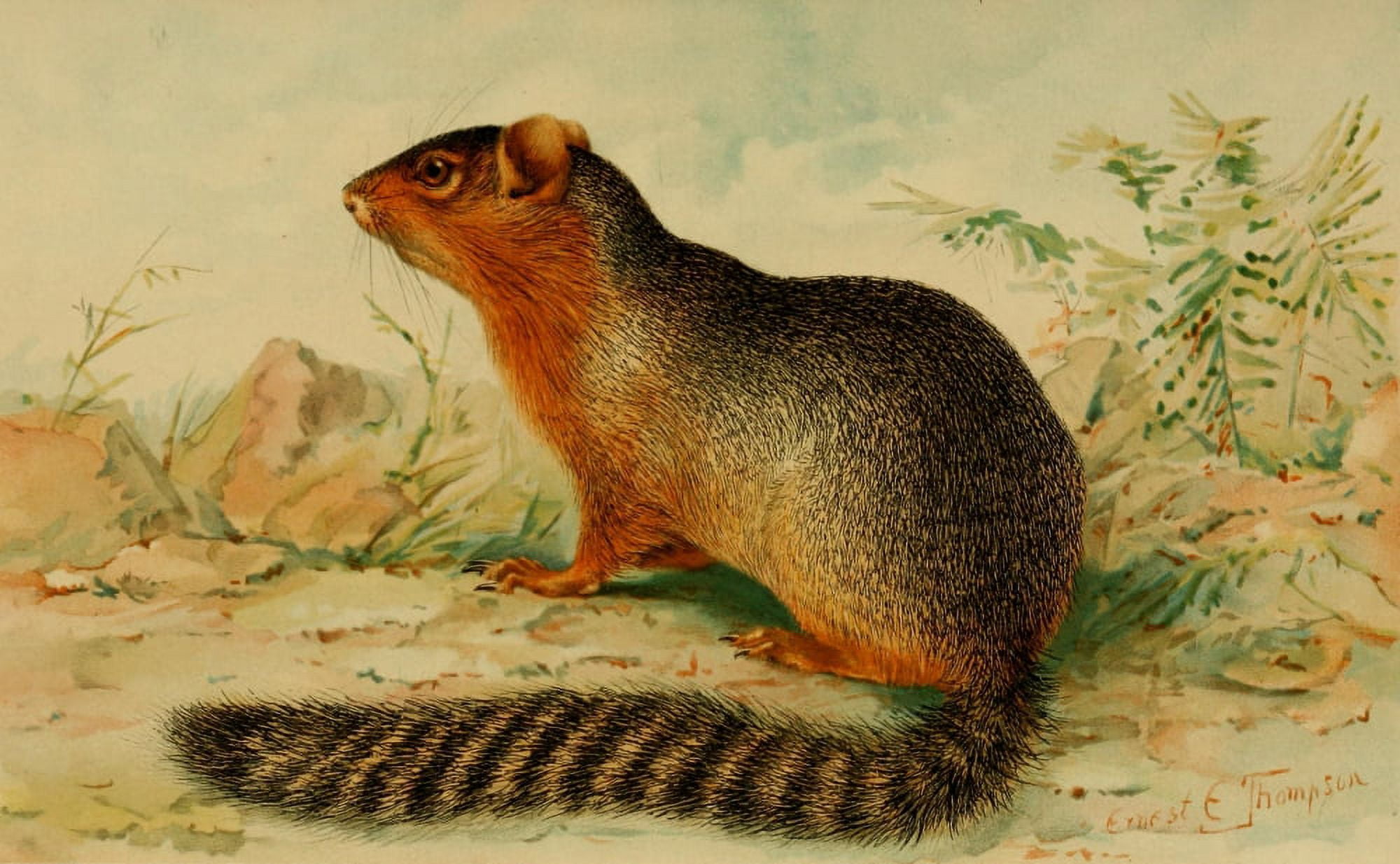 North American Fauna 1938 Ring-tailed Ground Squirrel Canvas Art - EE Thompson (18 x 24)