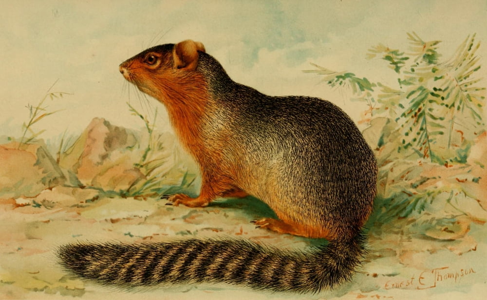 North American Fauna 1938 Ring-tailed Ground Squirrel Canvas Art - EE Thompson (24 x 36)
