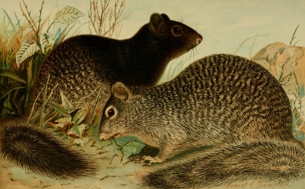 North American Fauna 1938 Rock Squirrels Canvas Art - EE Thompson (18 x 24)
