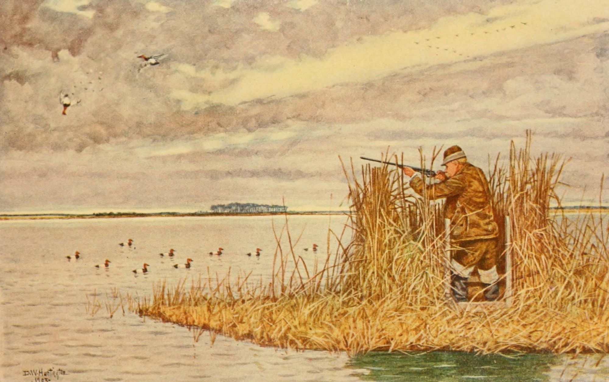 North American Game Birds 1903 Shooting Canvas-backs Canvas Art - DW Huntington (18 x 24)