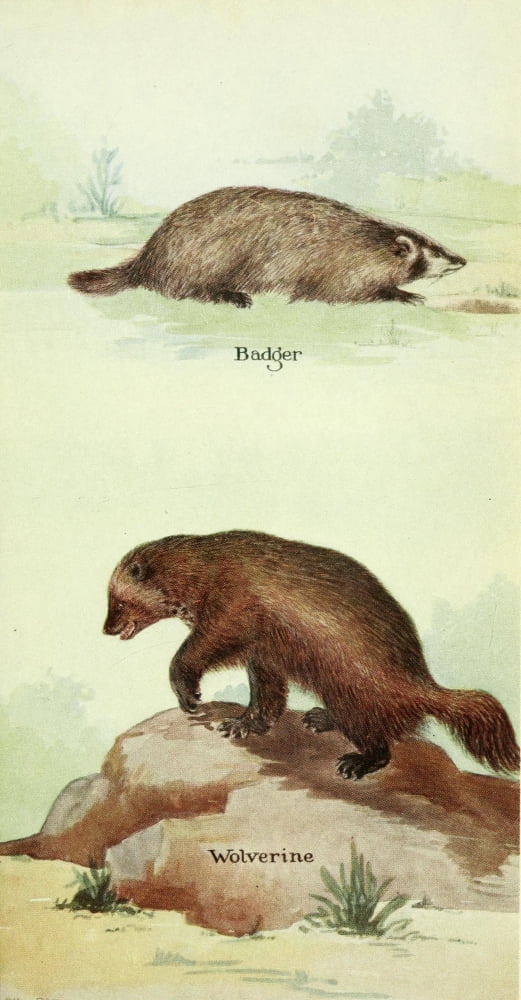 North American Mammals 1928 Badger & Wolverine Canvas Art - Olive Otis (24 x 36)
