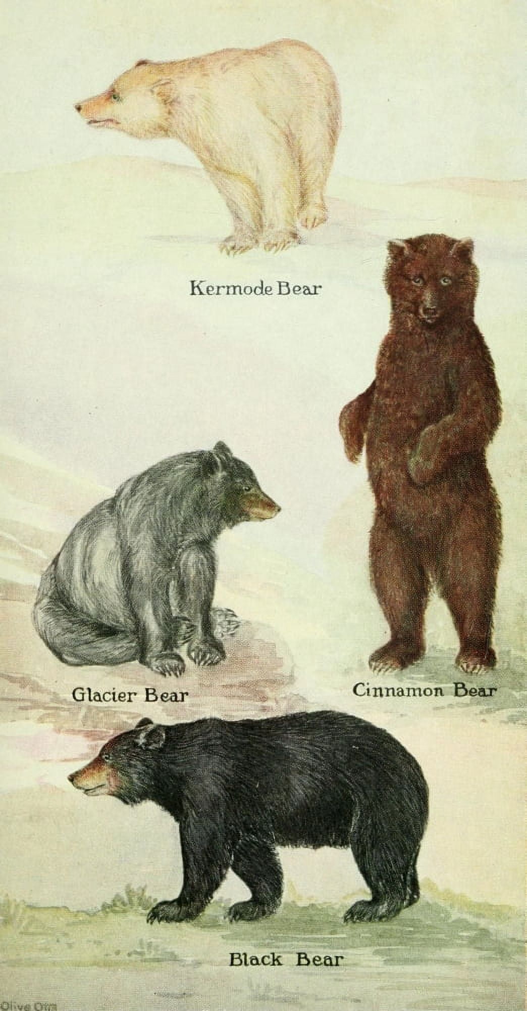 North American Mammals 1928 Bears Canvas Art - Olive Otis (18 x 24)