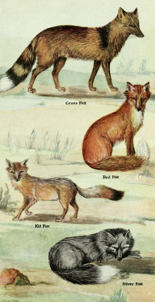 North American Mammals 1928 Foxes Canvas Art - Olive Otis (24 x 36)