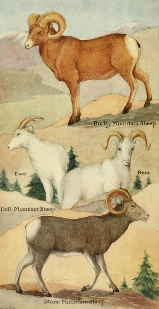 North American Mammals 1928 Mountain Sheep Canvas Art - Olive Otis (18 x 24)