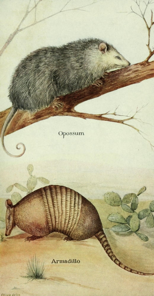 North American Mammals 1928 Oppossum & Armadillo Canvas Art - Olive Otis (24 x 36)