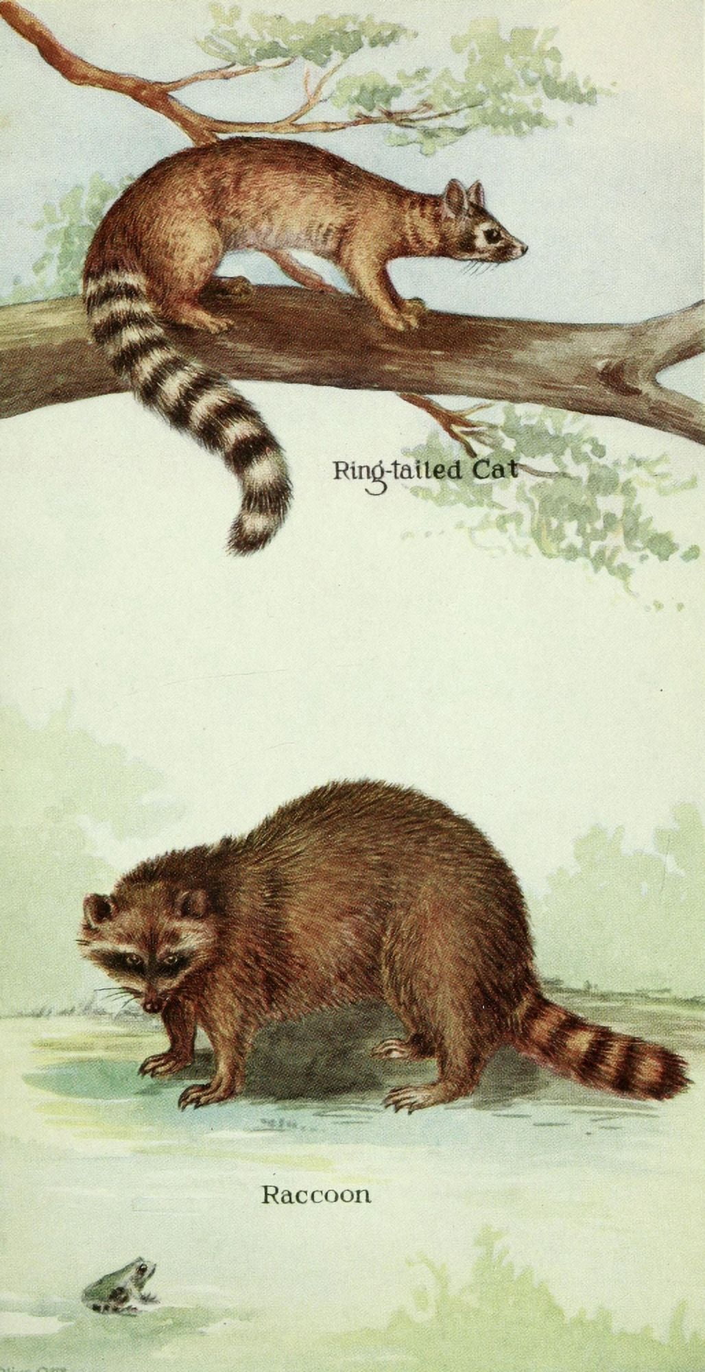North American Mammals 1928 Racoon & Ring-tailed Cat Canvas Art - Olive Otis (24 x 36)