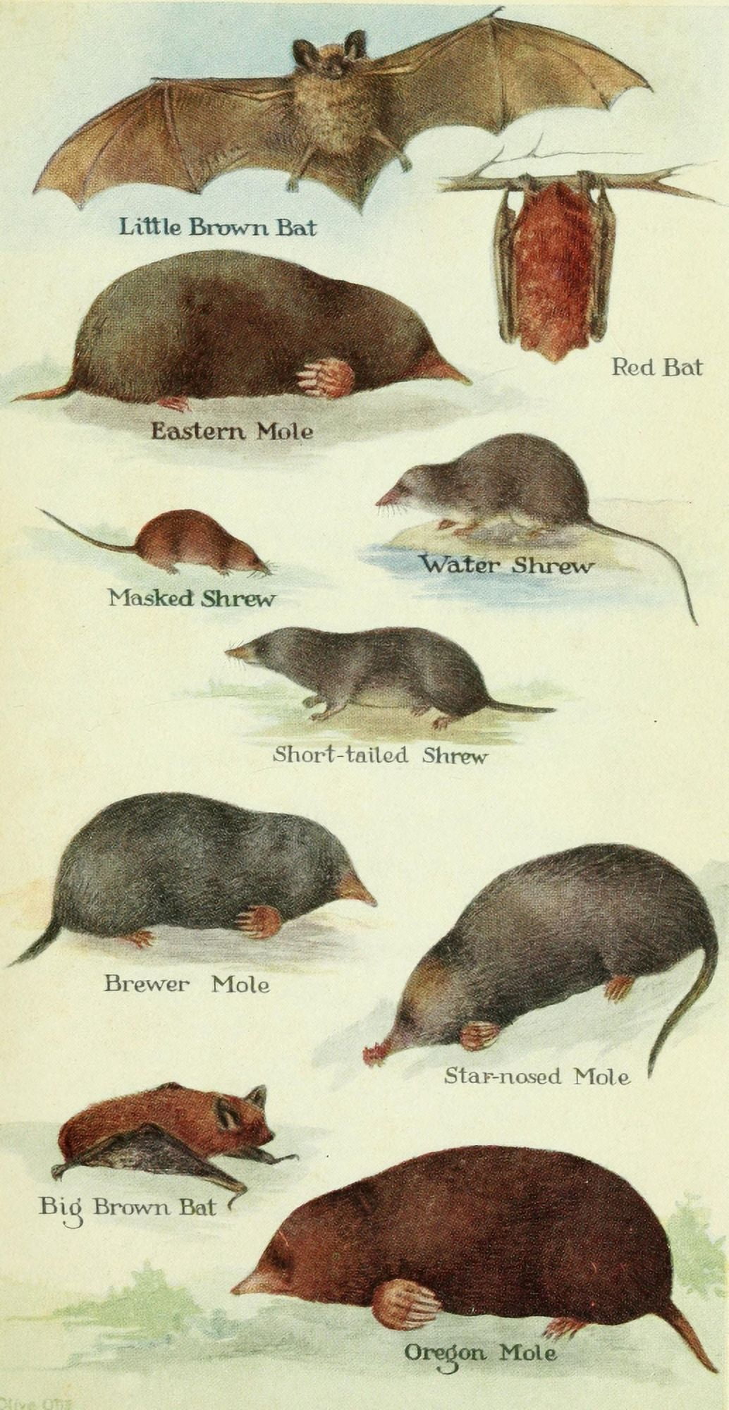 North American Mammals 1928 Shrews Moles & Bats Canvas Art - Olive Otis (18 x 24)