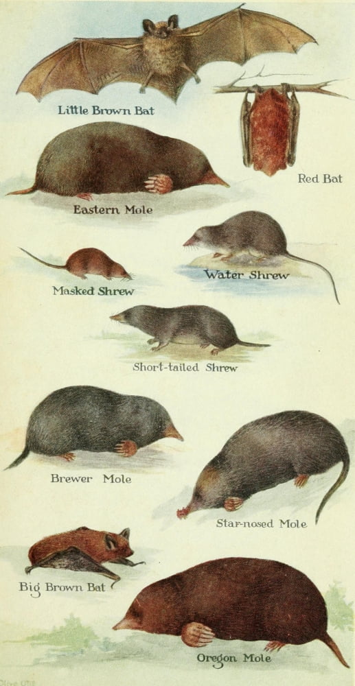 North American Mammals 1928 Shrews Moles & Bats Canvas Art - Olive Otis (24 x 36)