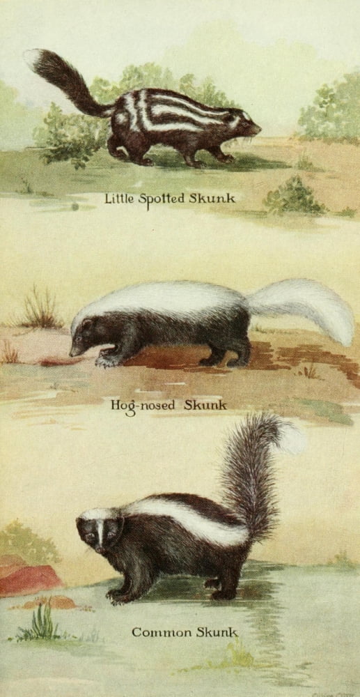 North American Mammals 1928 Skunks Canvas Art - Olive Otis (24 x 36)